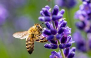 Tutti noi siamo chiamati a proteggere la vita! Dalla scrivania al territorio…